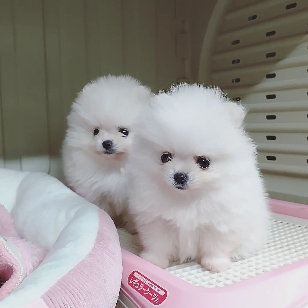 REGALO POMERANIA MACHO Y HEMBRA WHATSAPP  34 655 13 05 82
